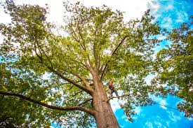 How Our Tree Care Process Works  in  Thornville, OH